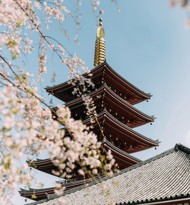 luxury-travel-japan-cherry-blossom