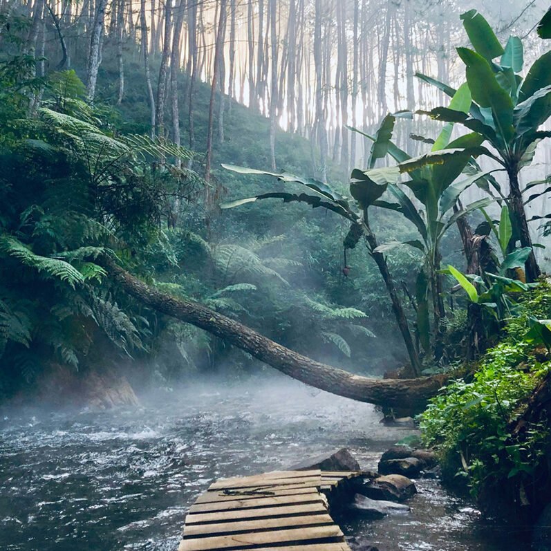 luxury-jungle-adenture